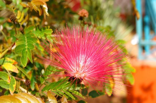 Close up of albizia julibrissin flower           