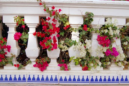 Courtyard of mediterranean villa with ceramic tile walkway and blooming bushes in Egypt             