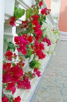 Courtyard of mediterranean villa with ceramic tile walkway and blooming bushes in Egypt             