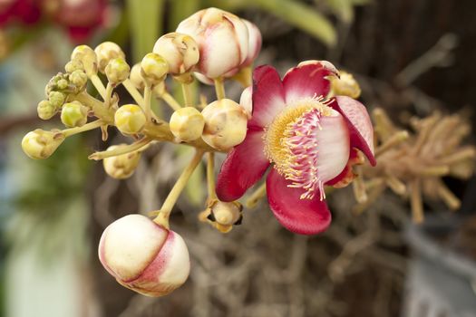 salavan flowers, flowers in the legendary birthplace of the Buddha.