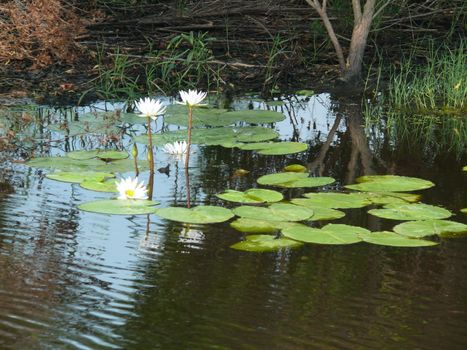 Lilly pads in a pond
