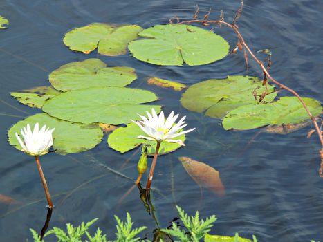 Two water lilly blooms at Anahuac wildlife reserve, Anahuac Texas