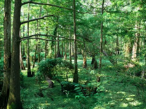 The swamps with cypress trees and a floor of green algae at the Anahuac wildlife reserve, Anahuac Texas