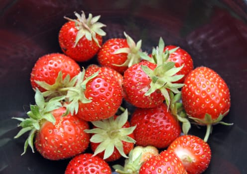 freshly harvested strawberries