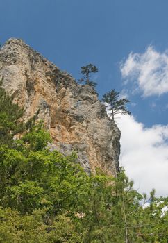 Two pine-trees on a high cliff, view from below