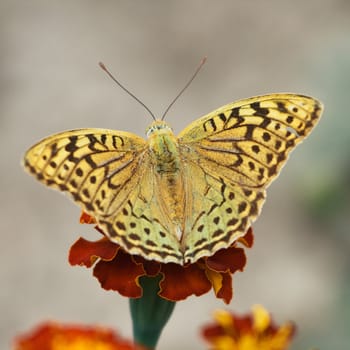 Close-up of a butterfly sitting on a flower