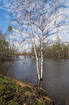 Birch trees submerged in flood water, spring time
