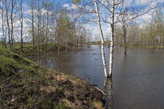 Trees submerged in flood water, spring time