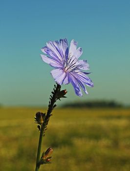 Common chicory flower (Cichorium intybus)