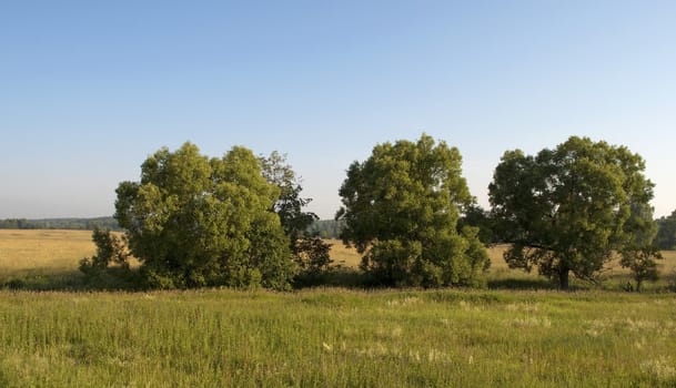 Group of trees at the field edge