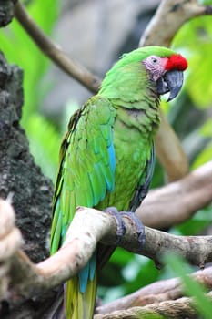 Closeup of a military macaw sitting on a branch.