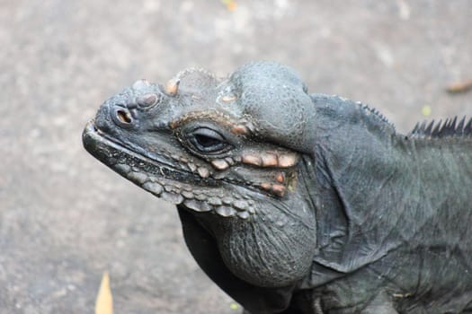 Closeup of an iguana sitting on a rock.