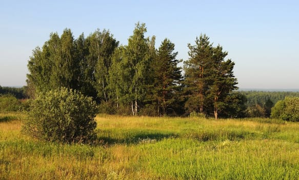 Group of trees at the forest edge