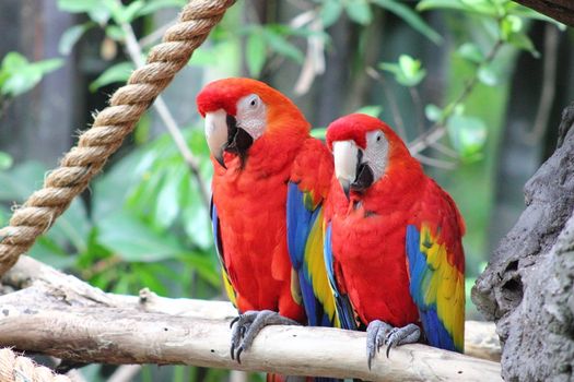 Two scarlet macaws sitting on a branch.