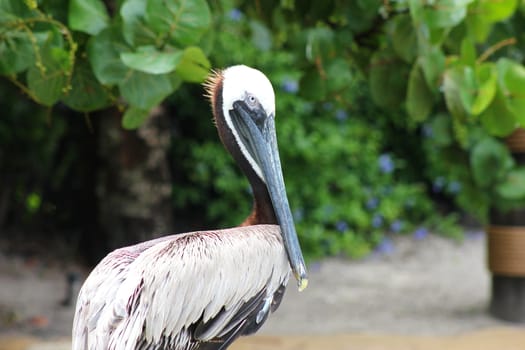 A brown pelican sitting on the shoreline foraging for food.