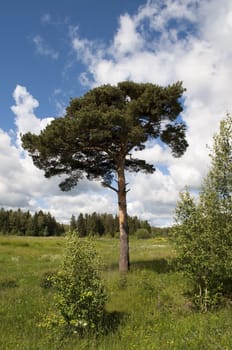 Alone pine tree in a forest glade