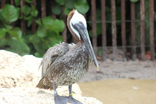 A brown pelican sitting on the shoreline foraging for food.