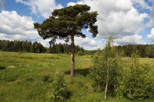 A lone pine tree in a forest glade