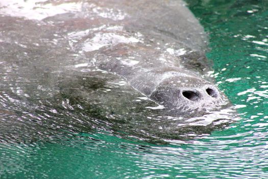 A west indian manatee coming to the surface to breath