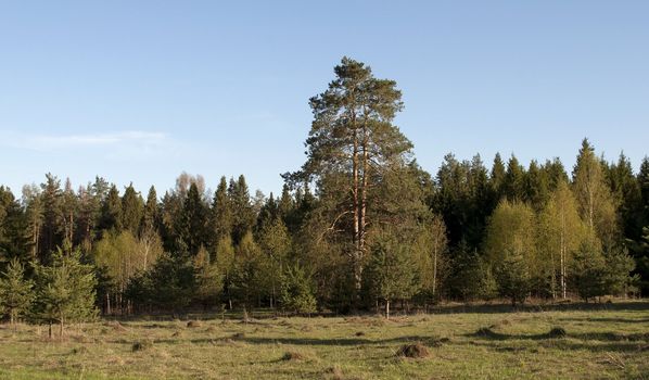 View of beautiful forest glade in the evening