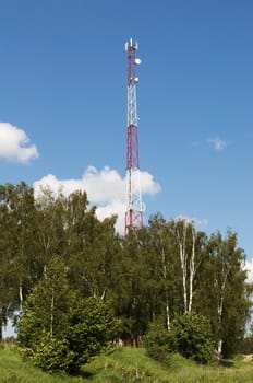 Cellular tower in a birch grove