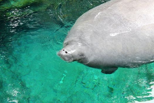 Closeup of a west Indian manatee, Trichechus manatus.