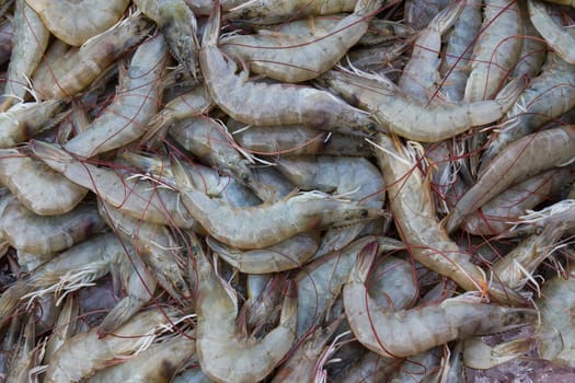 Fresh Shrimp on the market in Thailand .