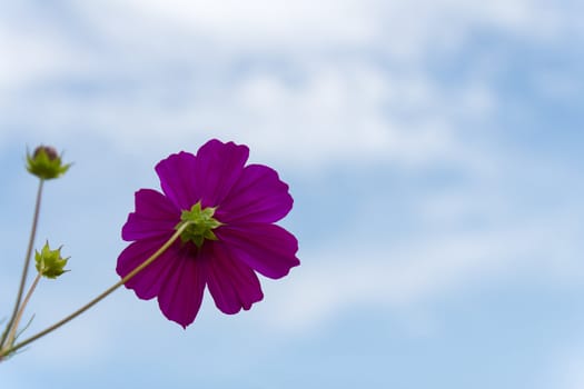 Purple Cosmos  flower family fompositae on blue sky background