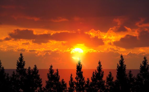 Forest Trees And Sunrise