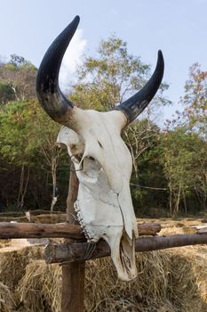 Skull buffalo hang on tree in forest