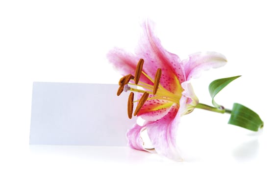Pink lily and blank gift card for text