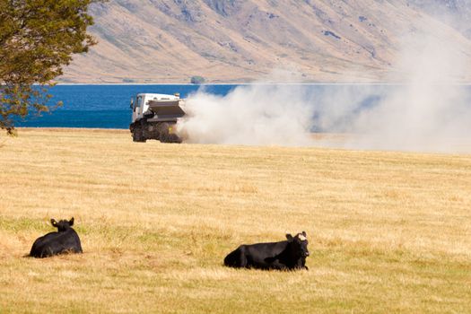 Cows watching truck spreading fertilizer on pasture meadow creating an enormous white dust cloud of rock phosphate and potash