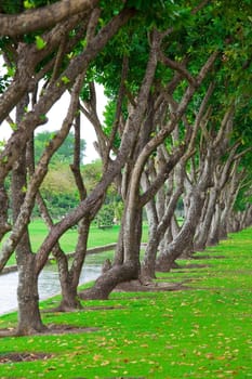 Rows of trees in park with green grass