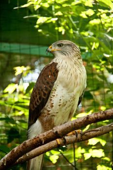 a Ferruginous hawk perched on a branch