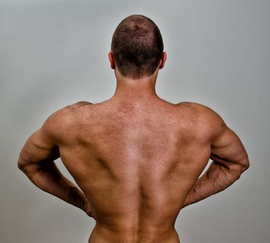 The muscular bodybuilder back. On grey background.