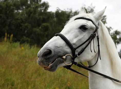 Portrait of a white horse outdoor