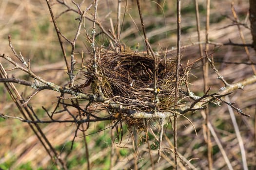 empty bird's nest in a bush