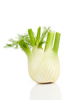 Fresh, organic fennel on a white background