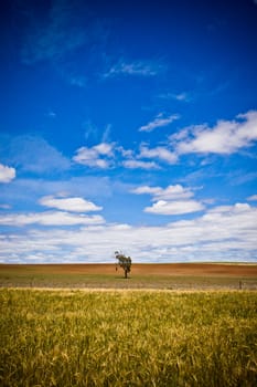 Beautiful nature background of a lone tree in a wide open golden landscape under an azure blue graduated sky with fluffy white clouds