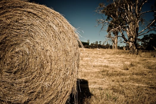 Round bale of harvested hay for winter feed for livestock in a dry agricultural field with trees