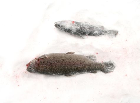Catch of an rainbow trout on lake ice.