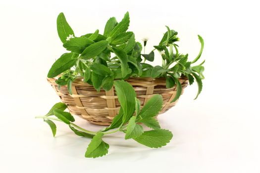 a basket with Stevia on a white background 