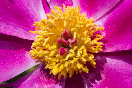 Close-up of an Imperial Red Flower (paeonia lactiflora) in a garden.