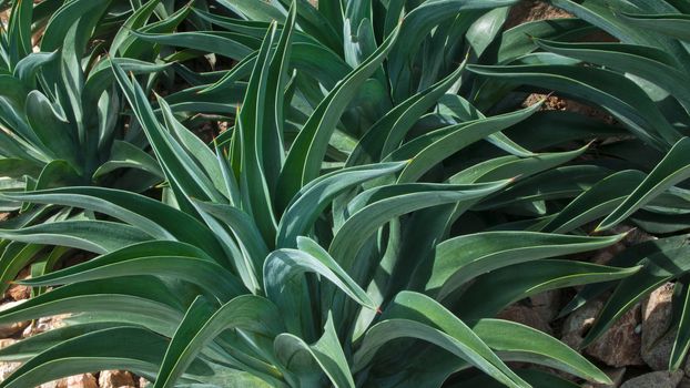 Abstract line of Green Agave Tree in Garden