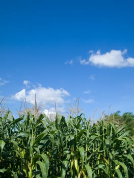 Corn tree green leaf and the bright sky