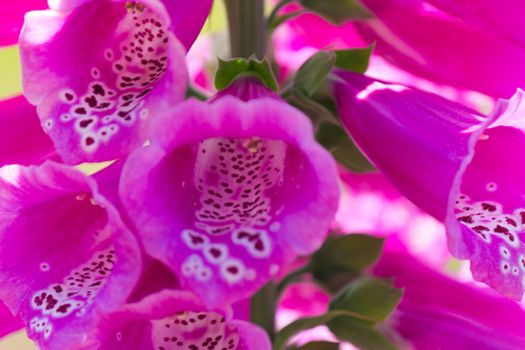 Close-up of pink Lupine flowers in bloom.