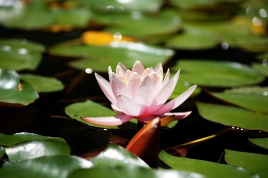 Water lily's bud in the pond among freen leaves