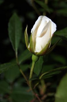 Close up of white rose bud