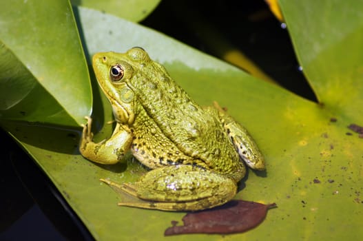 Green frog on the lotus leave in the lake