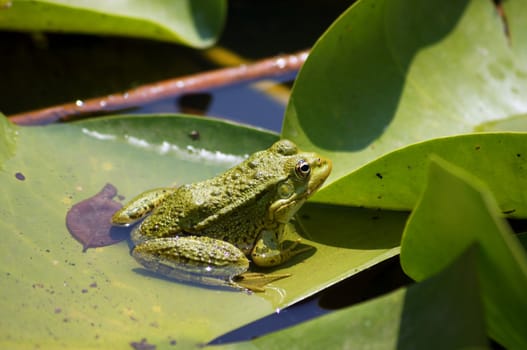 Green frog on the lotus leave in the lake